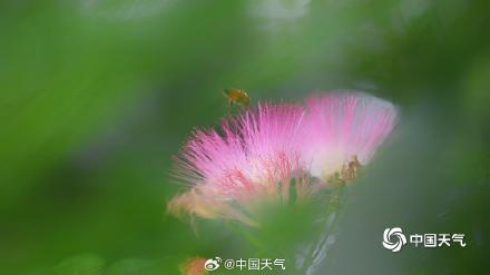 北京合欢花开绽放粉色浪漫