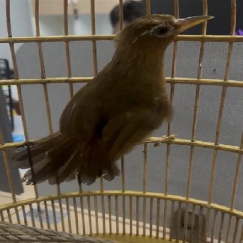 这种鸟切勿买卖，海宁警方近期查处2人