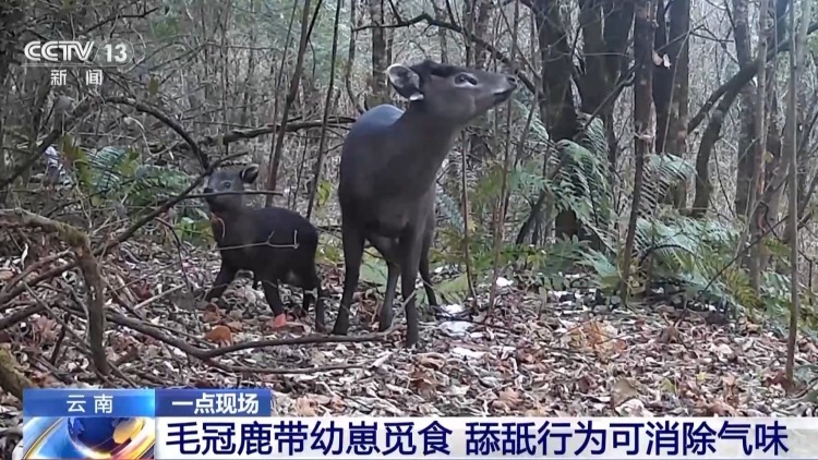 呆萌又可爱！毛冠鹿带幼崽觅食 舔舐行为可消除气味