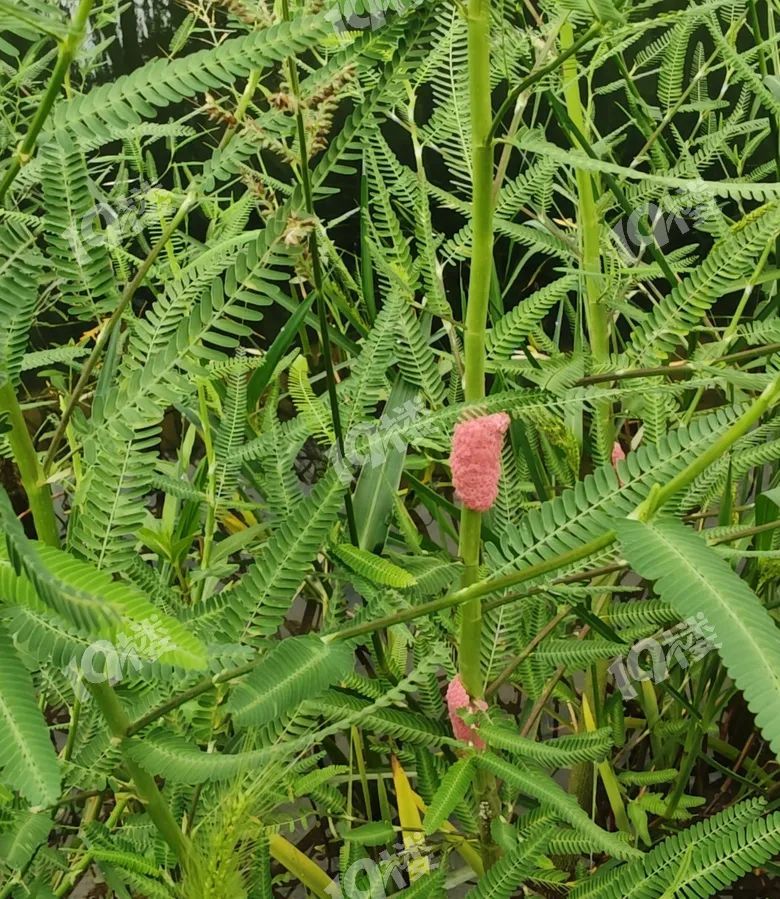 别碰别吃!近期多地大量出现,严重可致死 别碰别吃!近期多地大量出现,严重可致死