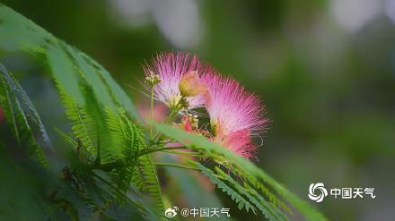 北京合欢花开绽放粉色浪漫