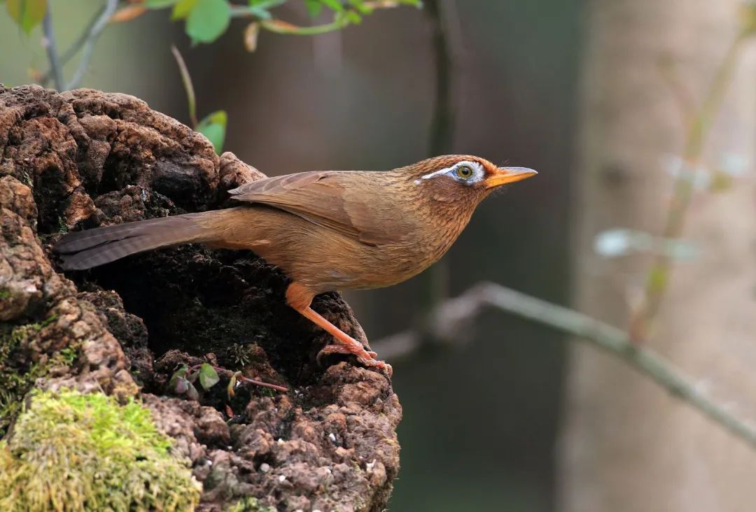 这种鸟切勿买卖，海宁警方近期查处2人