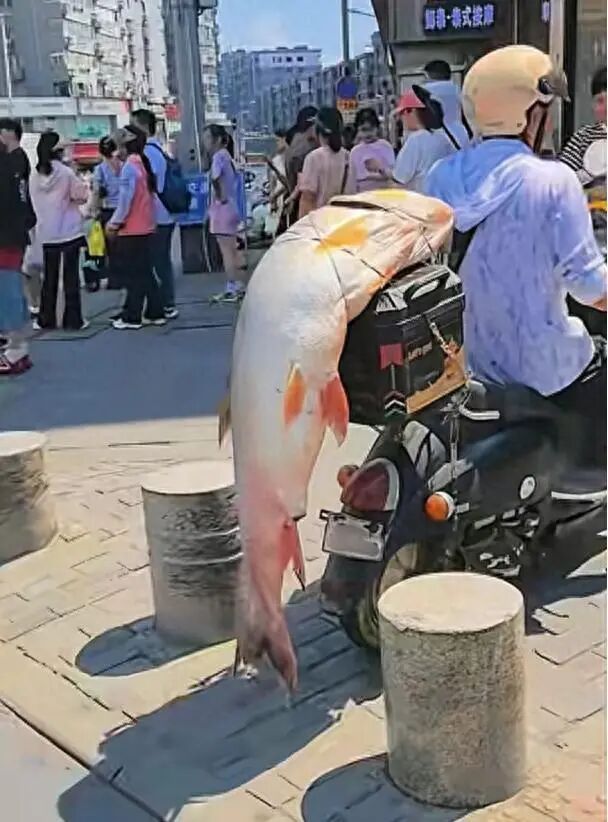 男子电动车后绑1米5长、60斤重大鱼遛街展示 交通安全平台：不违规，但不提倡