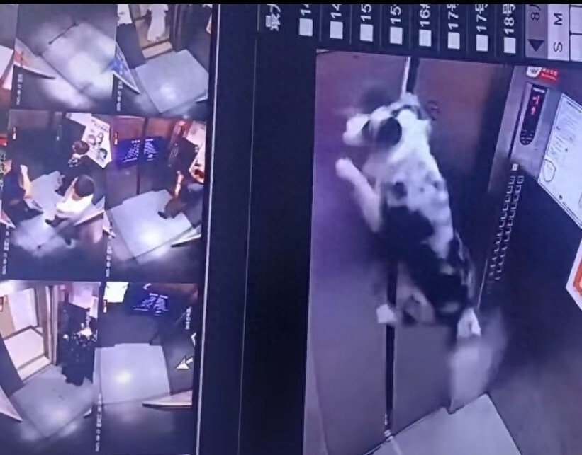 牧羊犬独自蹿进电梯，遛狗绳夹门缝“狗吊半空”：一男一女见状解救