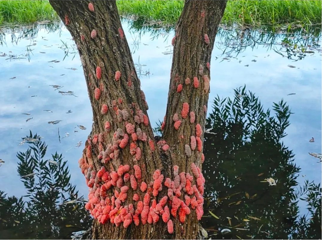 别碰别吃!近期多地大量出现,严重可致死 别碰别吃!近期多地大量出现,严重可致死