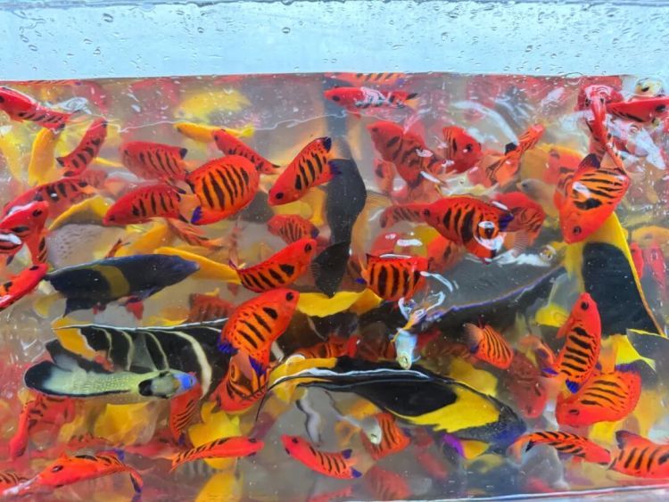 深圳皇岗海关在客运进境车道查获跨境客车司机携带活体观赏鱼188条