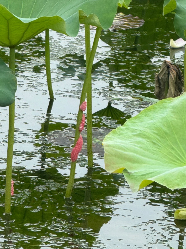 别碰别吃!近期多地大量出现,严重可致死 别碰别吃!近期多地大量出现,严重可致死