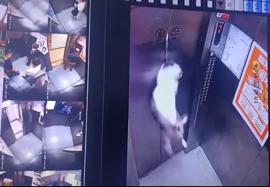 牧羊犬独自蹿进电梯，遛狗绳夹门缝“狗吊半空”：一男一女见状解救