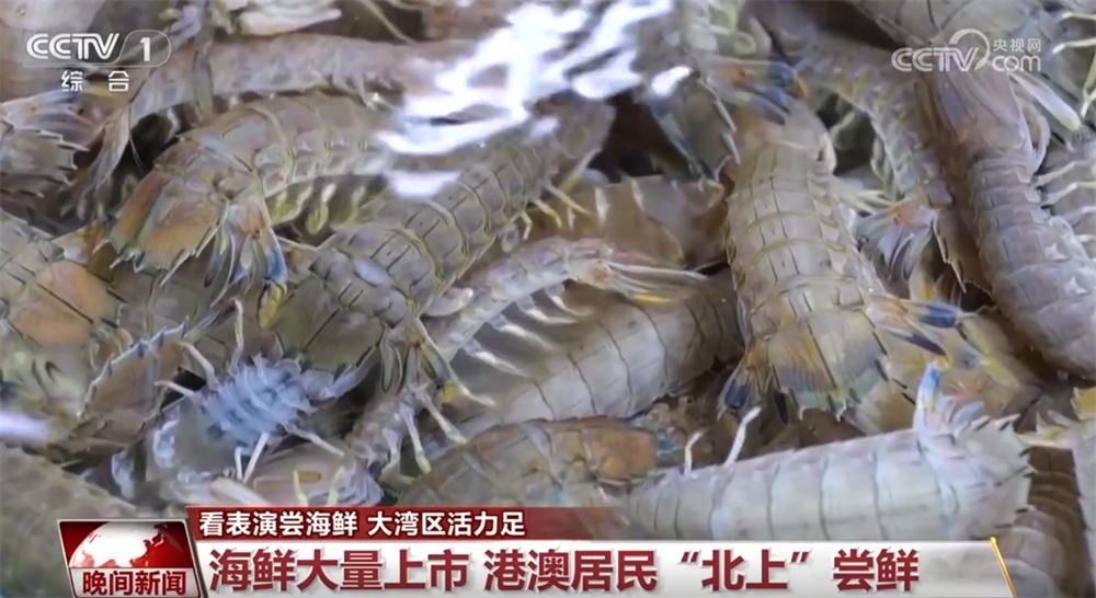 “文化游”“研学游”“美食游”人流如织 “跨境游”激发大湾区澎湃活力