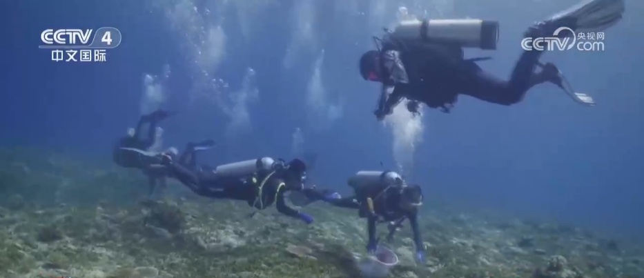 海底“植树造林”守护蔚蓝家园 多维度绘就海洋生态保护美丽画卷