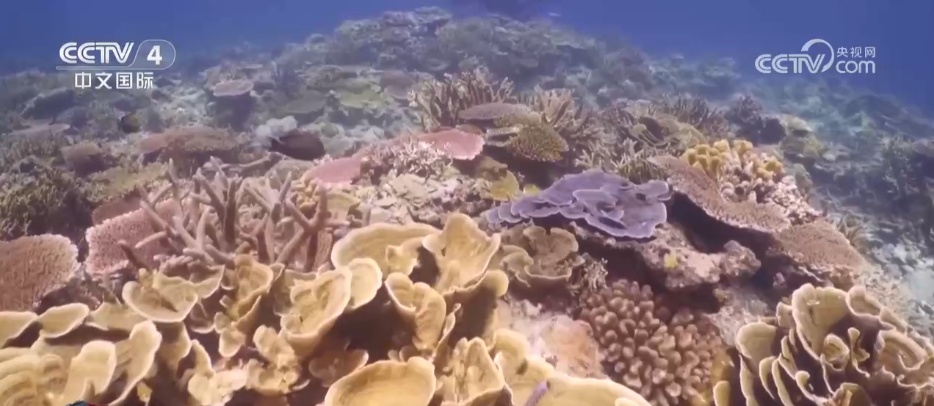 海底“植树造林”守护蔚蓝家园 多维度绘就海洋生态保护美丽画卷