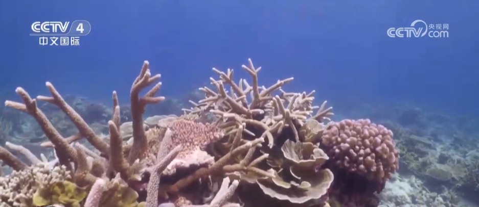 海底“植树造林”守护蔚蓝家园 多维度绘就海洋生态保护美丽画卷