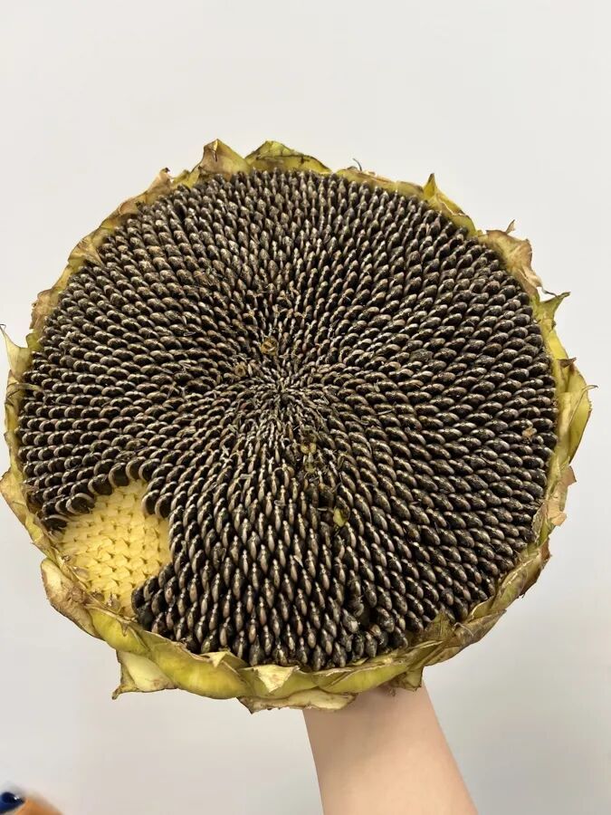 十几元买来的“慢快乐”：这届年轻人，迷上了“养成系”盘葫芦