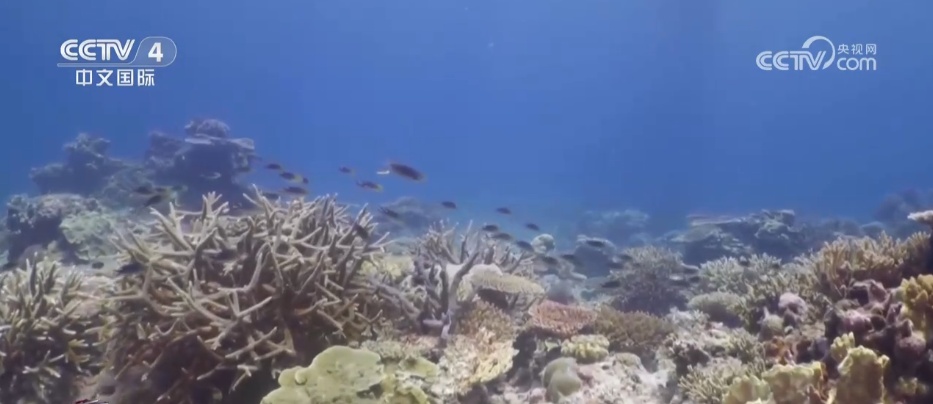 海底“植树造林”守护蔚蓝家园 多维度绘就海洋生态保护美丽画卷