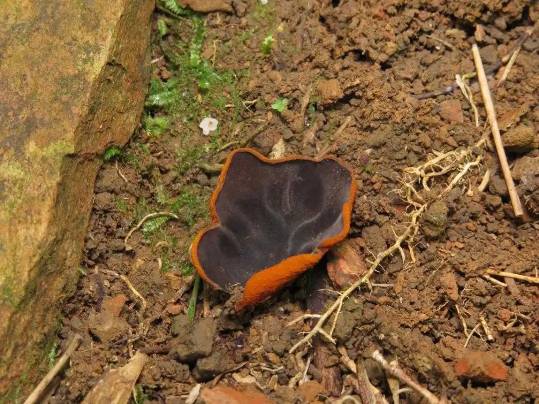 广西发现新物种! 广西发现新物种!