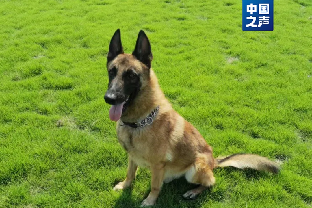 “好好吃饭,好好睡觉,不要把别人家拆了”…… “好好吃饭,好好睡觉,不要把别人家拆了”……