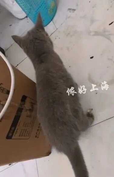 “00后”情侣租客失联，留下一屋恶臭、满地苍蝇蛆虫和两只小猫！上海房东崩溃……