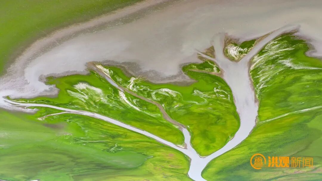 太美了!鄱阳湖现“大地之树”自然奇观 太美了!鄱阳湖现“大地之树”自然奇观