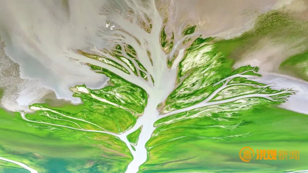 太美了!鄱阳湖现“大地之树”自然奇观 太美了!鄱阳湖现“大地之树”自然奇观