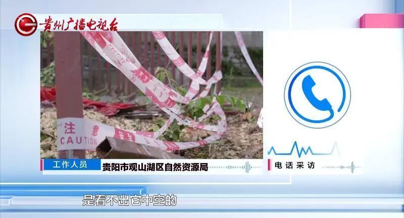 贵阳一700年古树砸扁“宝马”，现场惨不忍睹，林业局：车主他也有错
