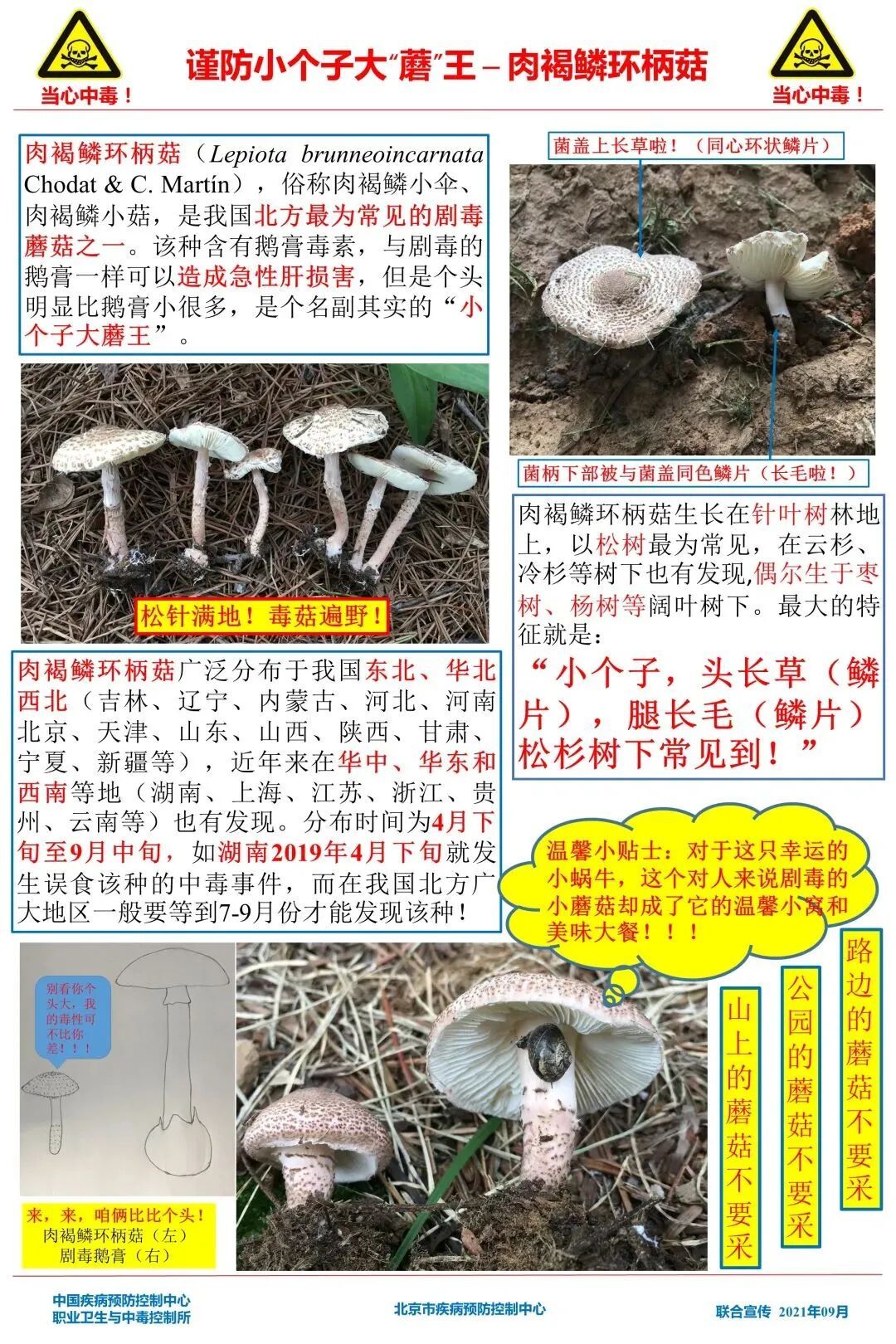 东北也有毒蘑菇!吉林省一地疾控紧急提醒! 东北也有毒蘑菇!吉林省一地疾控紧急提醒!
