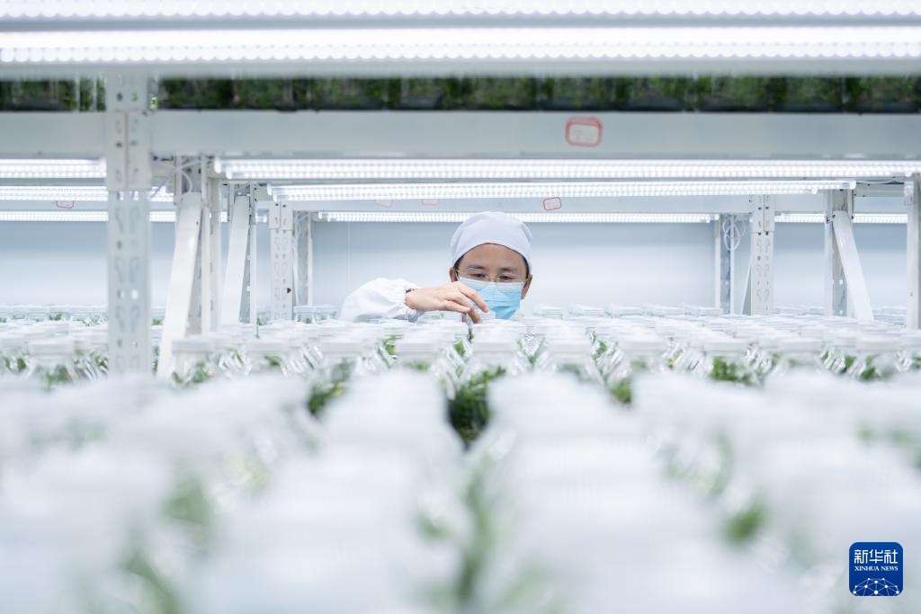 云南广南：三产融合铺就铁皮石斛致富路