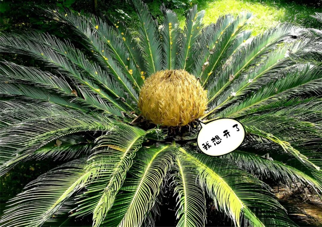 “铁树开花”，真是千年一遇？