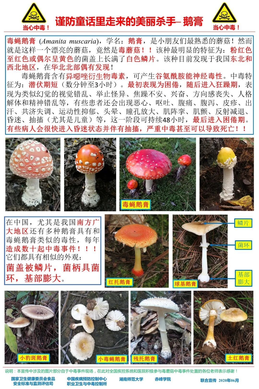 东北也有毒蘑菇!吉林省一地疾控紧急提醒! 东北也有毒蘑菇!吉林省一地疾控紧急提醒!