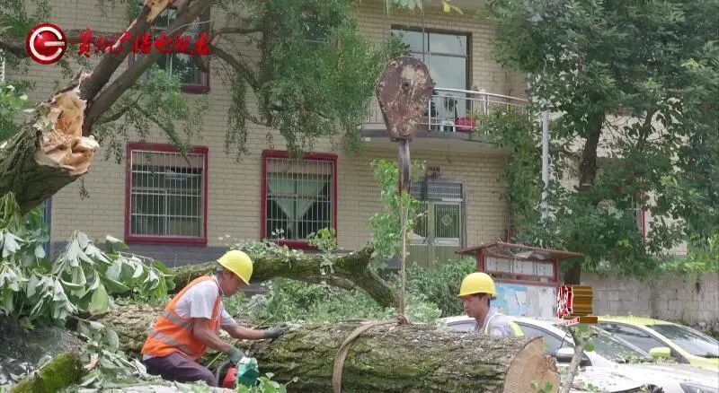 贵阳一700年古树砸扁“宝马”，现场惨不忍睹，林业局：车主他也有错