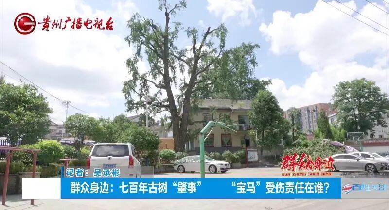 贵阳一700年古树砸扁“宝马”，现场惨不忍睹，林业局：车主他也有错