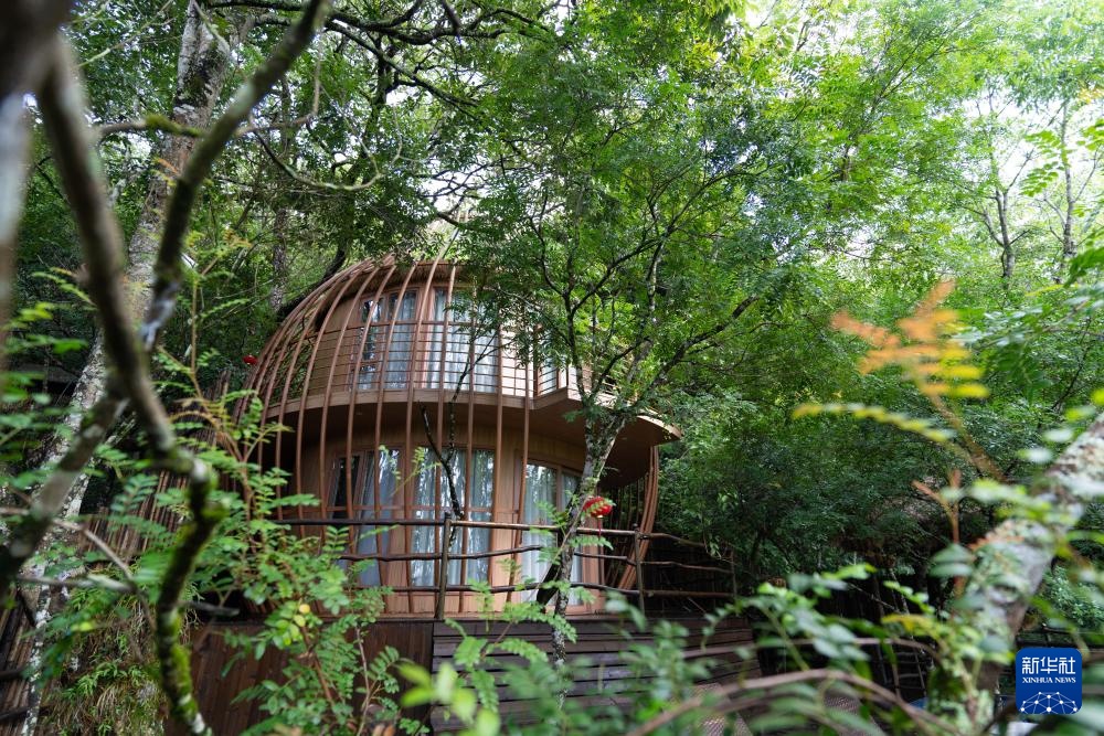 云南广南：三产融合铺就铁皮石斛致富路