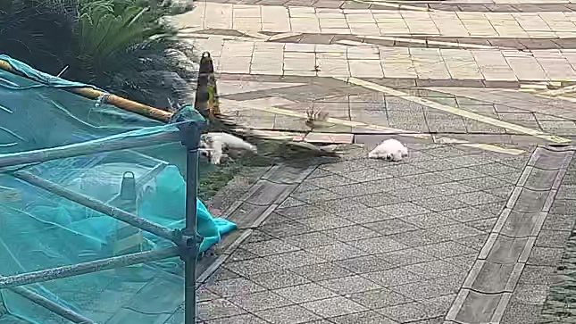 女子酒后吵架把两只狗从21楼扔下，砸坏铁树被判缓刑