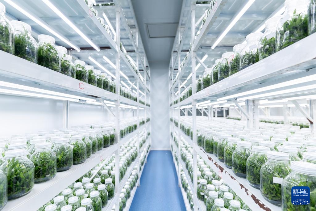 云南广南：三产融合铺就铁皮石斛致富路