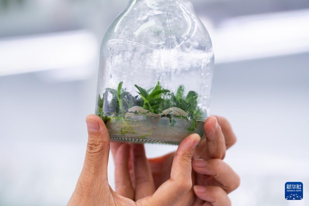 云南广南：三产融合铺就铁皮石斛致富路