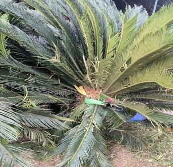 女子酒后吵架把两只狗从21楼扔下，砸坏铁树被判缓刑