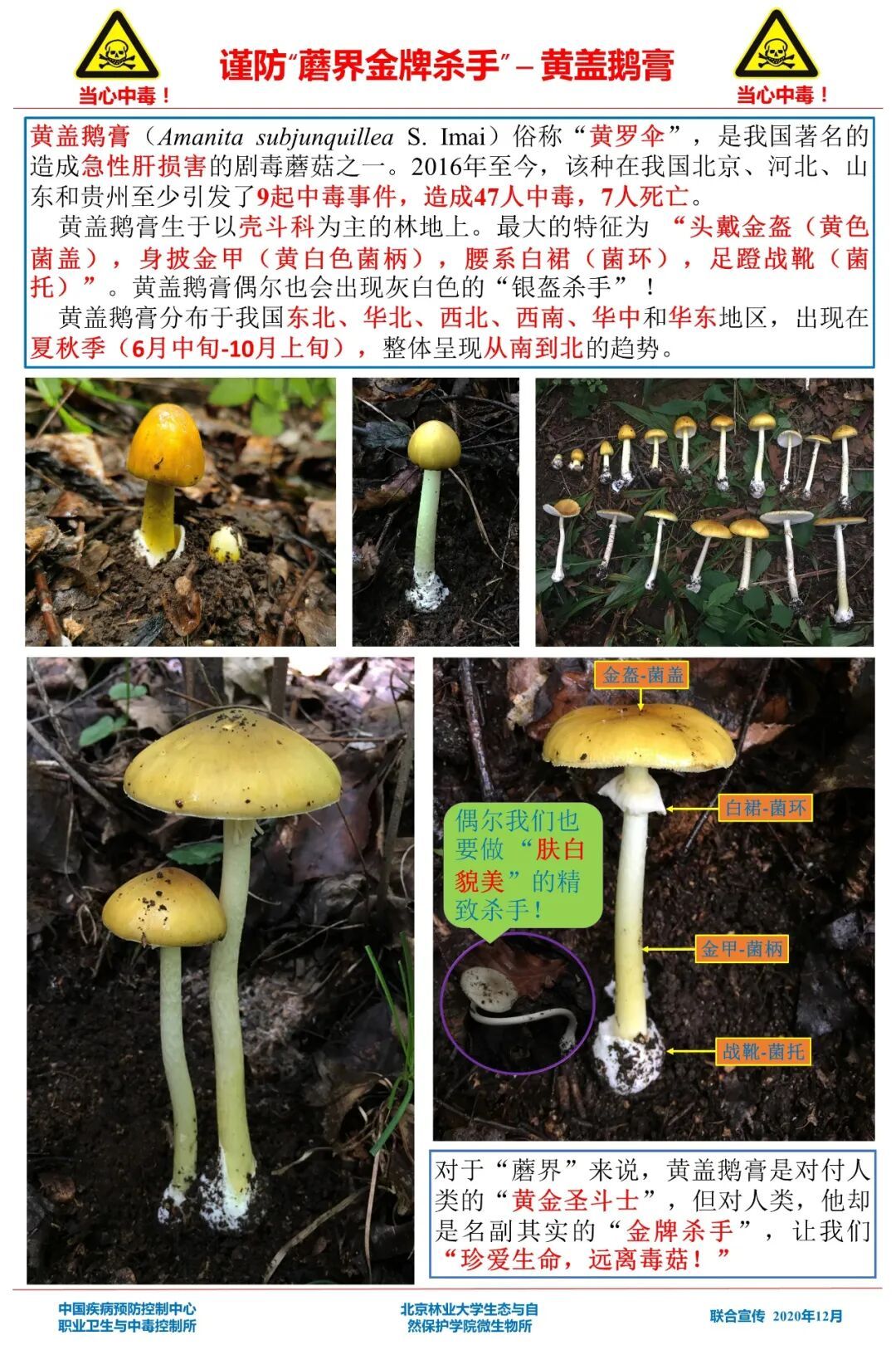 东北也有毒蘑菇!吉林省一地疾控紧急提醒! 东北也有毒蘑菇!吉林省一地疾控紧急提醒!
