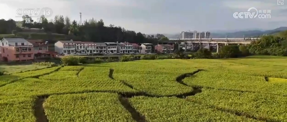 流“金”沃野奏响“丰收曲” 好“丰”景里科技含量足