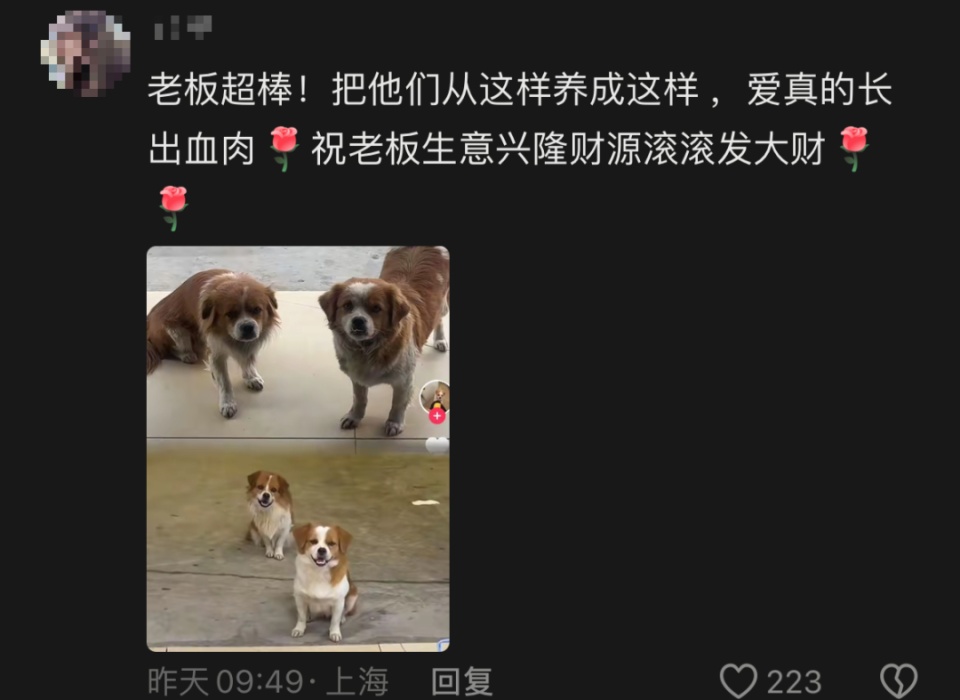 怀孕流浪狗到商店乞食，生下小狗“托付”老板照顾