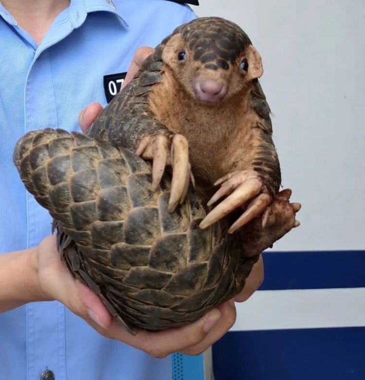 国家一级保护动物出现，警方快速处置！