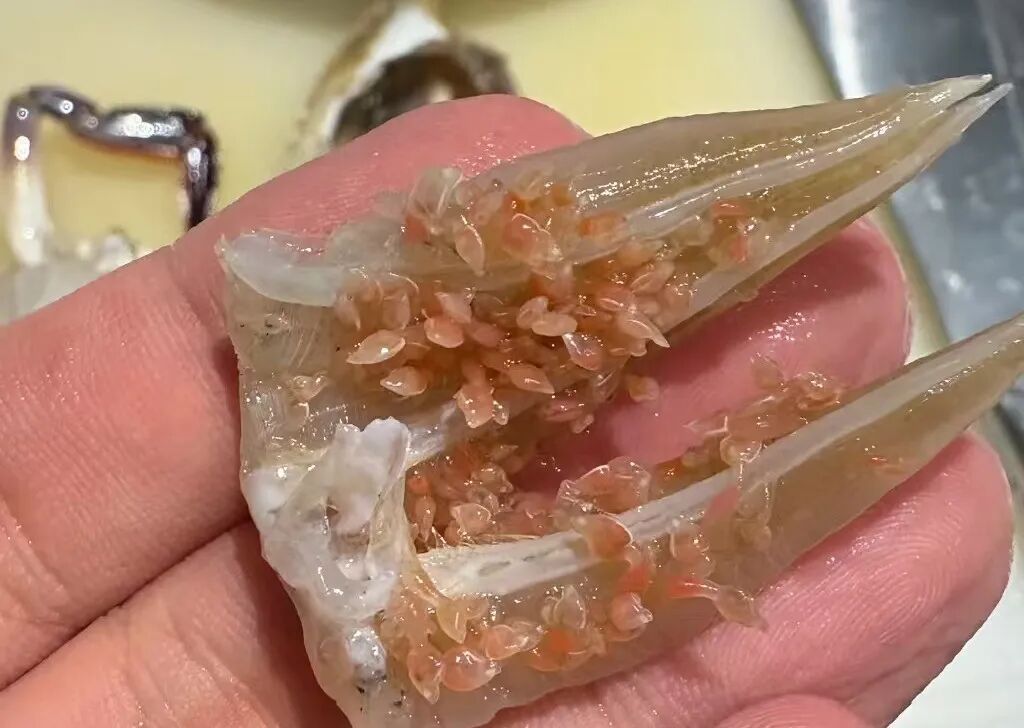 掀开后密密麻麻疑似“寄生虫”？近期大量上市，很多上海人爱吃