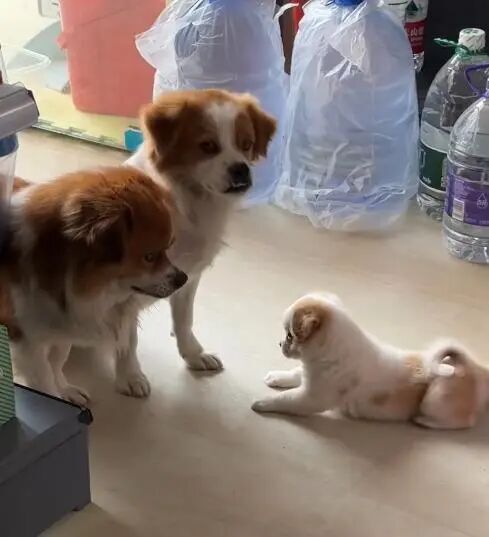 怀孕流浪狗到商店乞食，生下小狗“托付”老板照顾