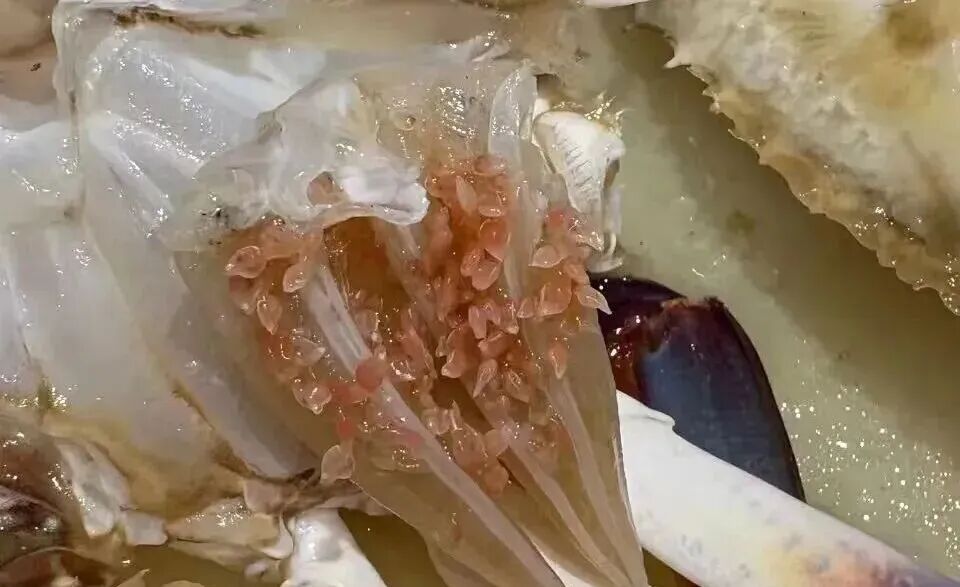 掀开后密密麻麻疑似“寄生虫”？近期大量上市，很多上海人爱吃