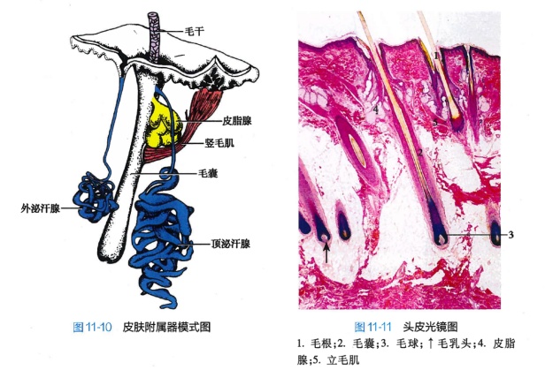 白头发拔一根长三根？到底能不能拔？终于弄清楚了！