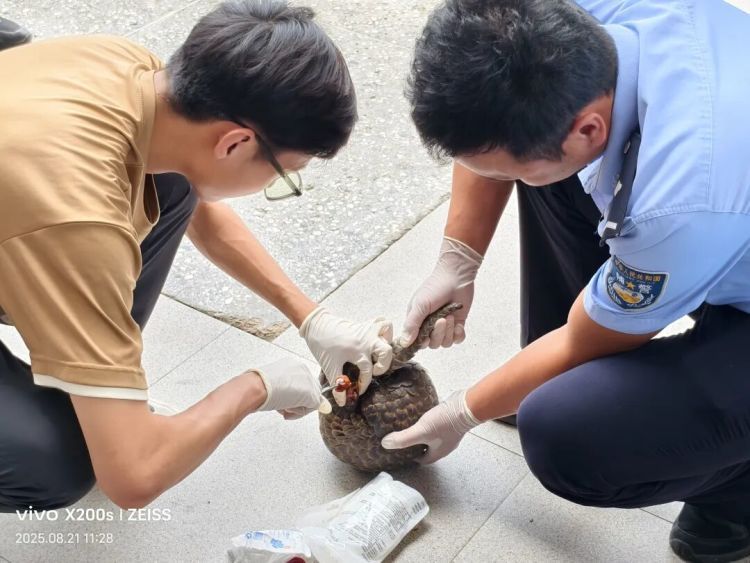 国家一级保护动物出现，警方快速处置！