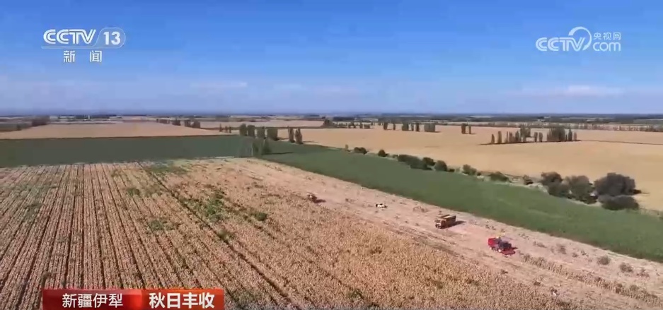 特色产业绘就乡村振兴新图景 希望的田野上一派秋日好“丰”景