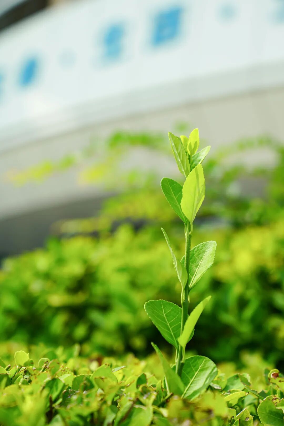 镜头下的北京科学中心丨小叶黄杨