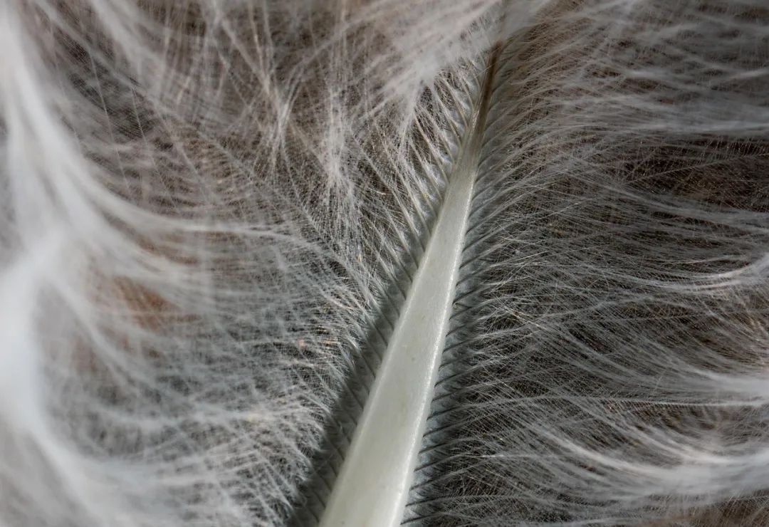 白头发拔一根长三根？到底能不能拔？终于弄清楚了！