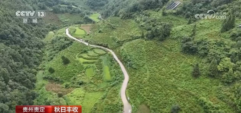 特色产业绘就乡村振兴新图景 希望的田野上一派秋日好“丰”景