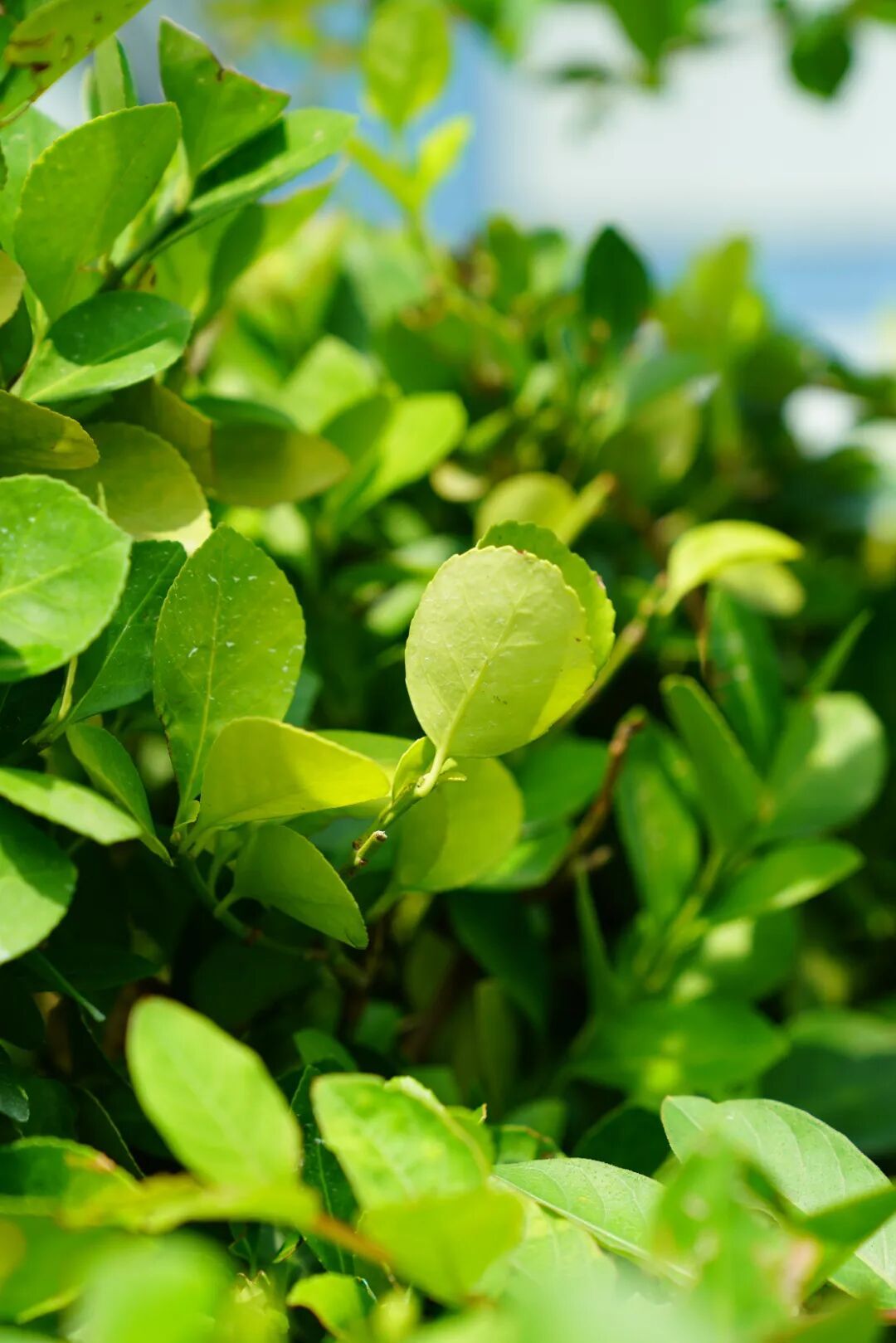 镜头下的北京科学中心丨小叶黄杨