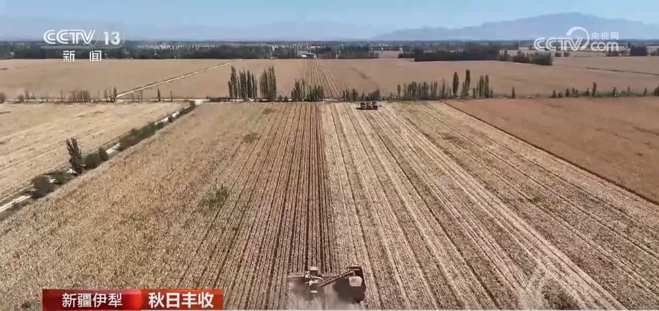 特色产业绘就乡村振兴新图景 希望的田野上一派秋日好“丰”景